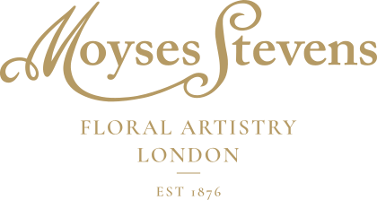 Moyses Stevens Corporate